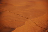 DSC_21130243.JPG