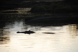DSC_3076.JPG