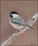 Black-Capped Chickadee