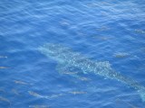 Whale Shark in Gulf of Mexico
