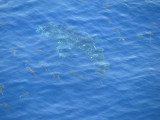 Whale Shark in Gulf of Mexico