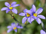 Purple Onion Flowers