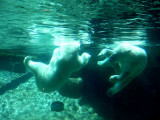 polar bear play