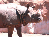 rhino