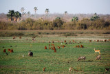 Animal Sharing