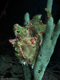 FrogFish