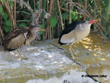 Ebro-delta, Spain 2006