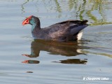 Purple Swamphen / Sultanhne - Beautifull bird