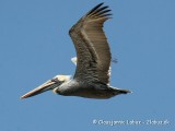 Brown Pelican / Brun Pelikan