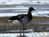 Brant Goose / Knortegs