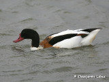 Common Shelduck / Gravand