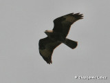 Common Buzzard / Musvge