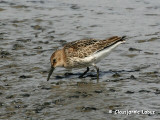 Dunlin / Almindelig Ryle