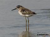 Wood Sandpiper / Tinksmed