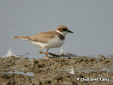 Little Ringed Plover / Lille Prstekrave