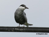 Whiskered Tern / Hvidskgget Terne