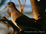 Laughing Dove / Palmedue (Senegaldue)