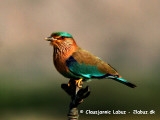 Indian Roller / Blkronet Ellekrage