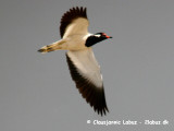 Red-wattled Lapwing / Indisk Vibe