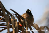 Red-vented Bulbul / Rdgumpet Bulbul