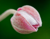 1522 Bud JPG 740.jpg