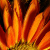 0520 Sunflower AbstractPbase.jpg