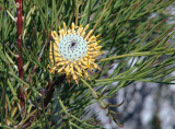 Isopogon