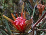 Lambertia formosa