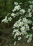 Leptospermum