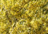 The colour of wattle in September