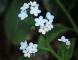 Small weeds: forget-me-not