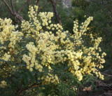 Acacia terminalis