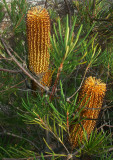 Banksia spinulata