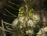 Phebalium dentatum