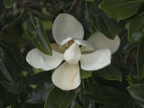 Neibhbors magnolia blossom.jpg