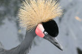 Grus grus <br>Common crane <br>Kraanvogel