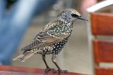 Spreeuw <br>Starling<br>Sturnus Vulgaris