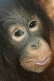 Pan Troglodytes <br>Chimpanzee <br>Chimpansee
