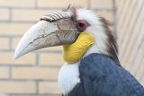 Rhyticeros undulatus <br>Undulated Hornbill <br>Jaarvogel 