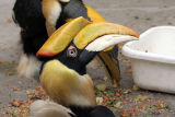 Buceros bicornis <br>Great Hornbill <br>Dubbelhoornige neushoornvogel 
