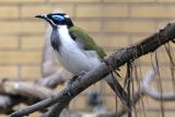 Entomyzon cyanotis <br> Blue-faced Honeyeater <br>Blauwwanghoningeter 