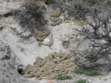 rattlers3