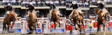 Saddle Bronc 1