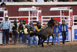 Wild Pony Racing