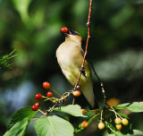 Cedar Waxwing