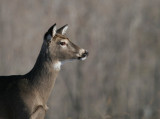 whitetail_deer