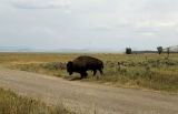 Teton Bison