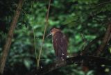 bird in Borneo 2