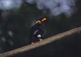bird in Borneo