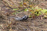 Chestnut-collared Longspur